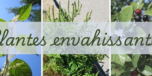 Les plantes envahissantes